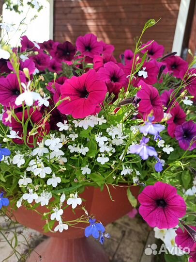 Петуния рассада