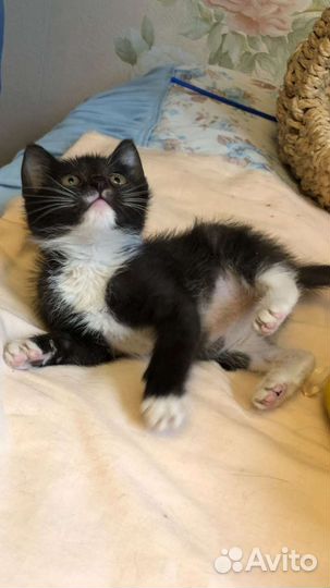 Кошка в дар