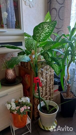 Комнатные цветы