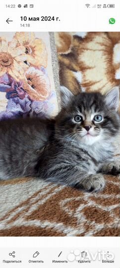 Котята сибирской кошки