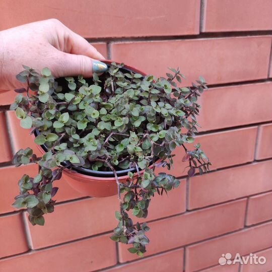 Кализия Зеленая Мелколистная