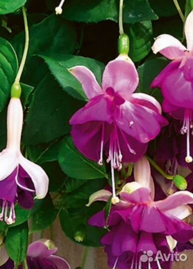 Фуксия Балерина