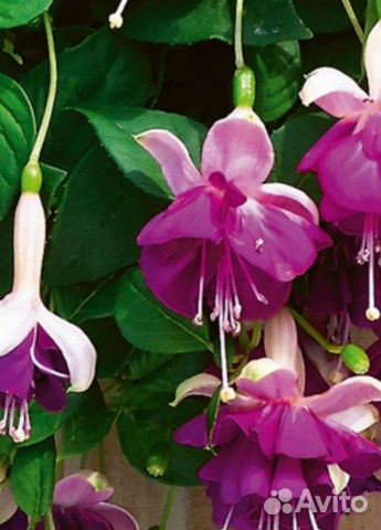 Фуксия Балерина