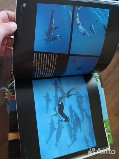 Вызов дельфина