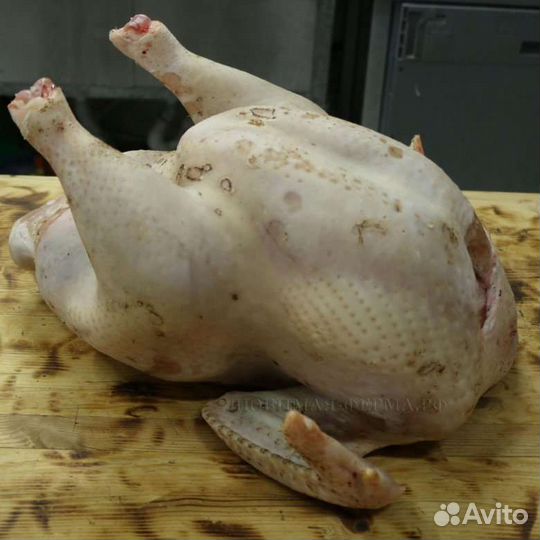 Домашняя индейка