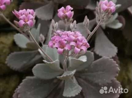 Каланхое Пумила (срез)