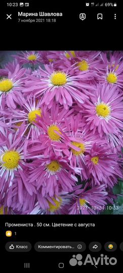 Хризантема корейская