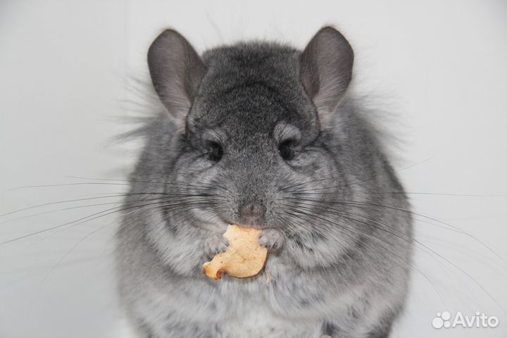 Шиншилла ангорский стандарт, мальчик 6 мес