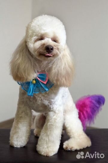 Стрижка собак и кошек