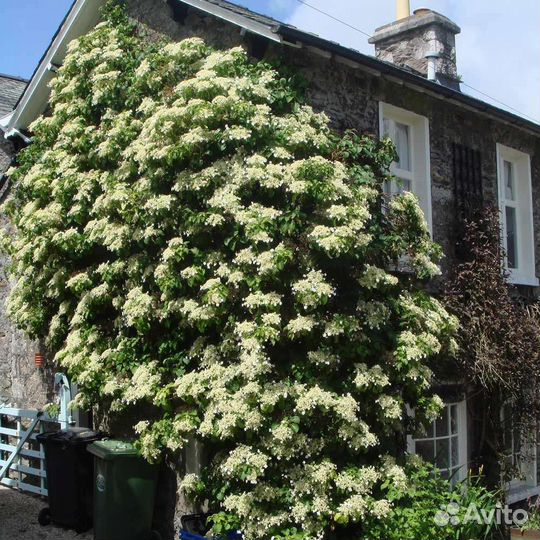 Гортензия Черешковая