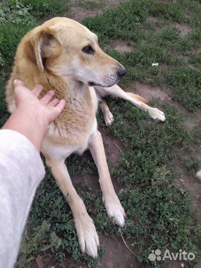 Собака в добрые руки