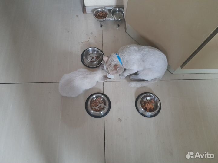Отдам в добрые руки котят