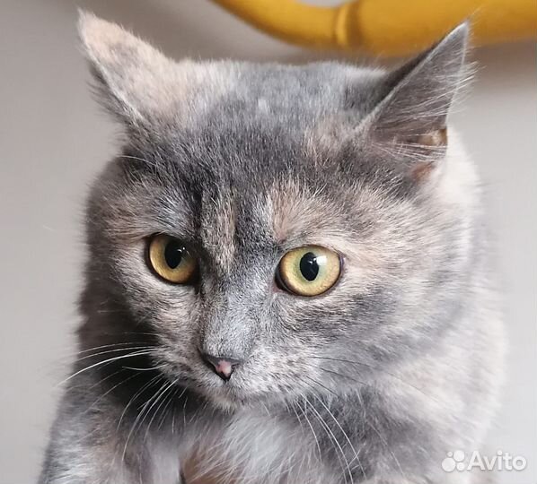 Кошка в добрые руки