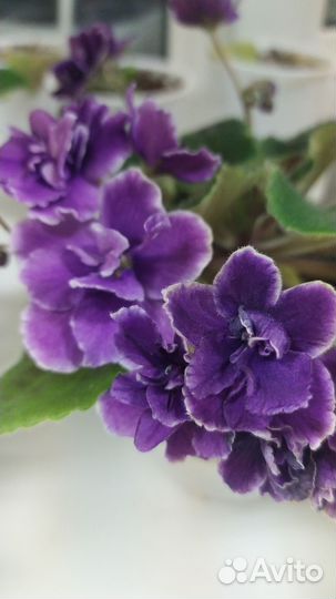 Финик, филодендрон вьющийся, шефлера, драцена