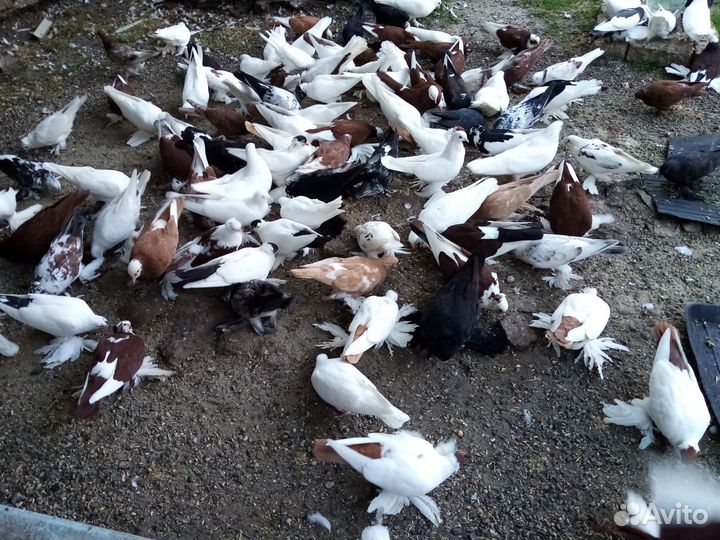Продажа голубей