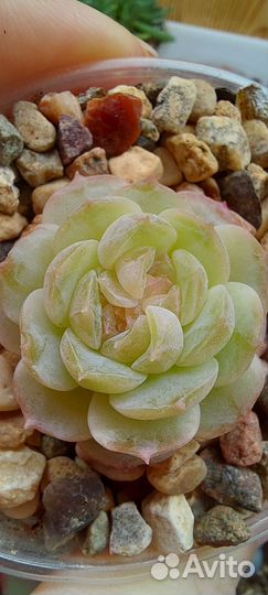 Суккуленты