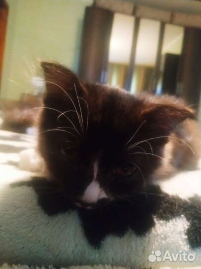 Кошка в дар бесплатно.Возраст 3 месяца