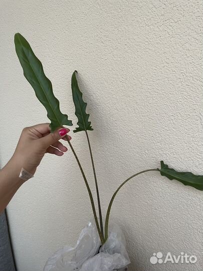 Алоказия Кукулата Принцесса Юкатан Лаутербахиана