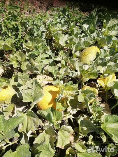 Дыня Лада Карамель