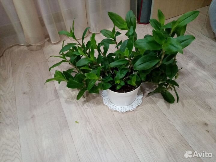 Традесканция