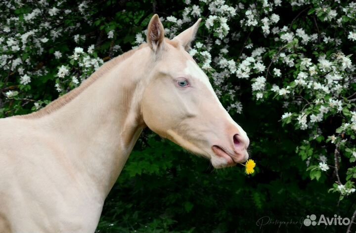 Ахалтекинская изабелловая кобыла