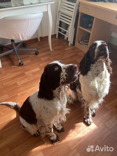 Передержка собак