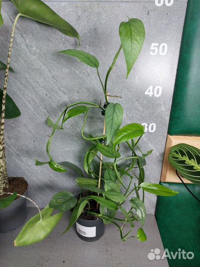 Эпипремнум цебу блю