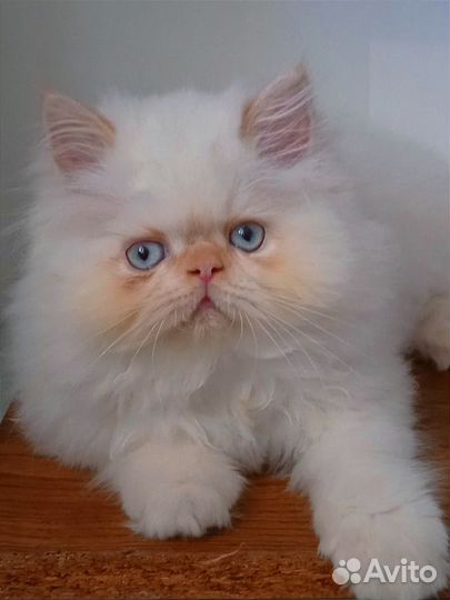 Персидские котята