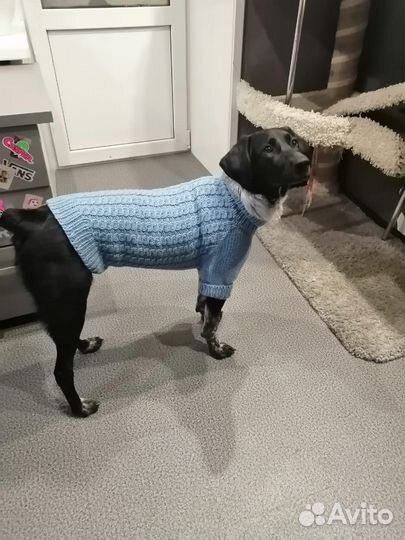 Кофта для собаки вязанная