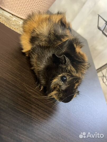 Морские свинки