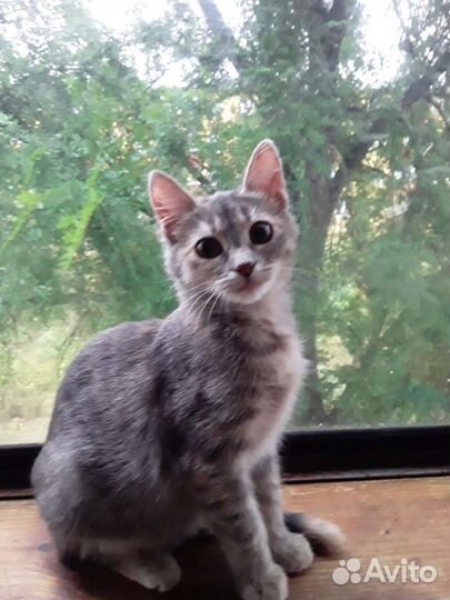 Молоденькие кошечки