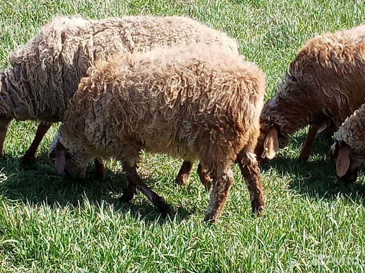 Овцы бараны