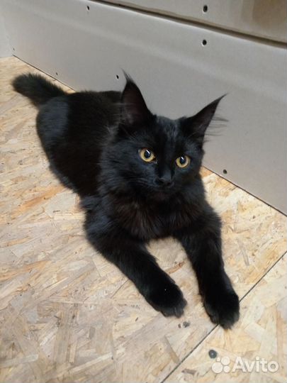 Мейн-кун девочка