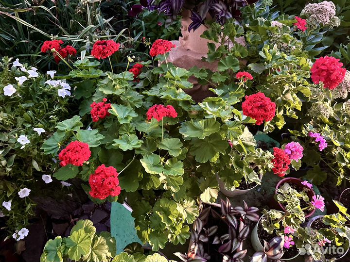 Герань кроваво красная