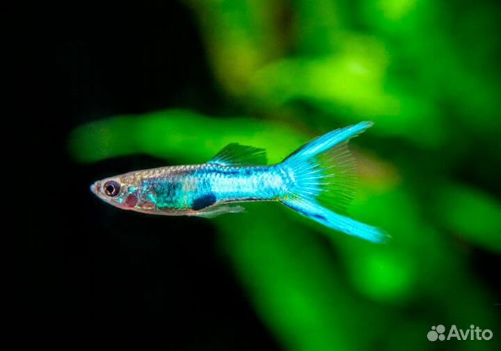 Гуппи эндлера редкие виды
