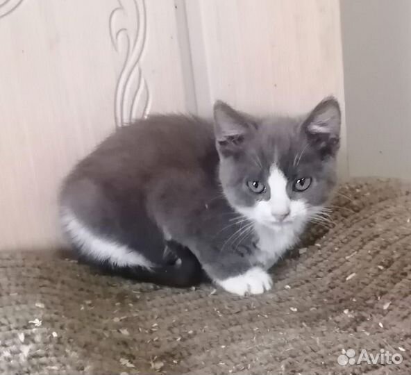 Котята (мальчики) в добрые руки