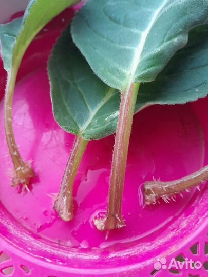 Глоксинья. Бальзамин