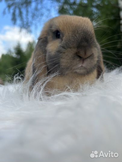 Карликовый кролик породы Minilop