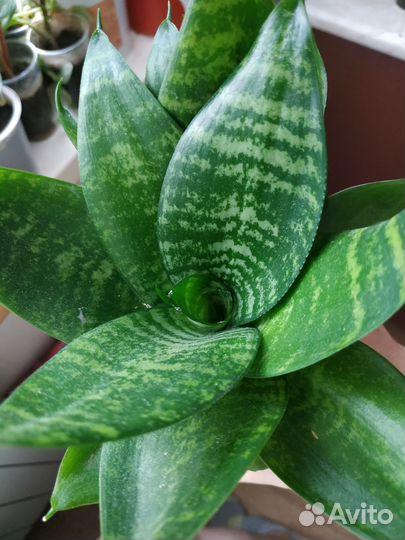 Сансевиерия Ханни. Крупные, маточные растения