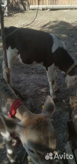 Бычок и тёлочка