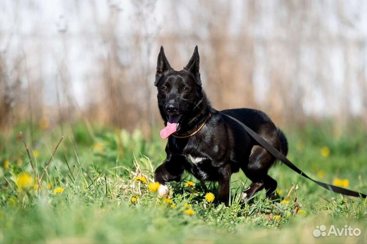 Маленькая собака в добрые руки