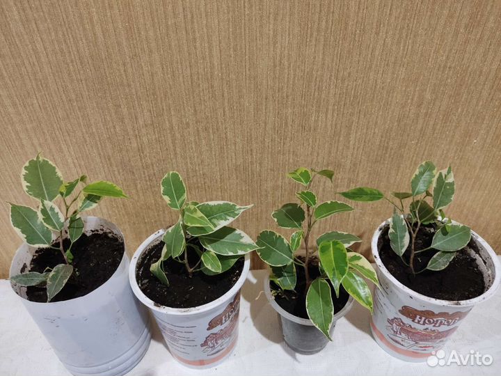 Фикусы Кинки