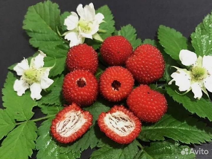 Тибетская малина саженцы