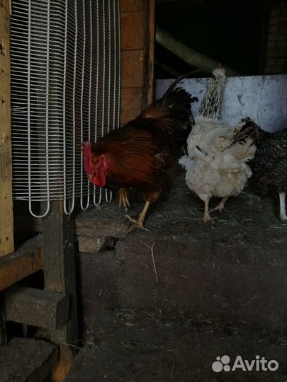 Петушки молодые