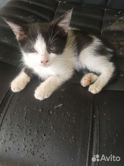 Кошка