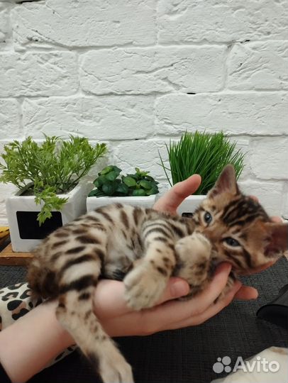 Бенгальский котёнок мальчик