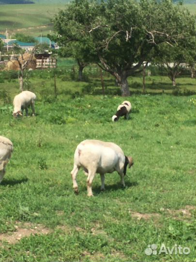 Баран дорпер и гиссар