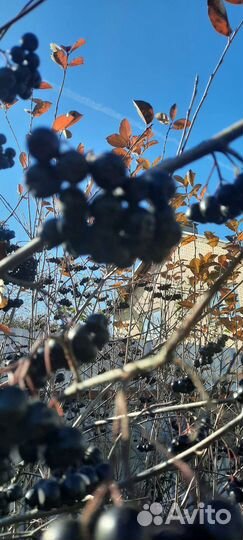 Черноплодная рябина, арония