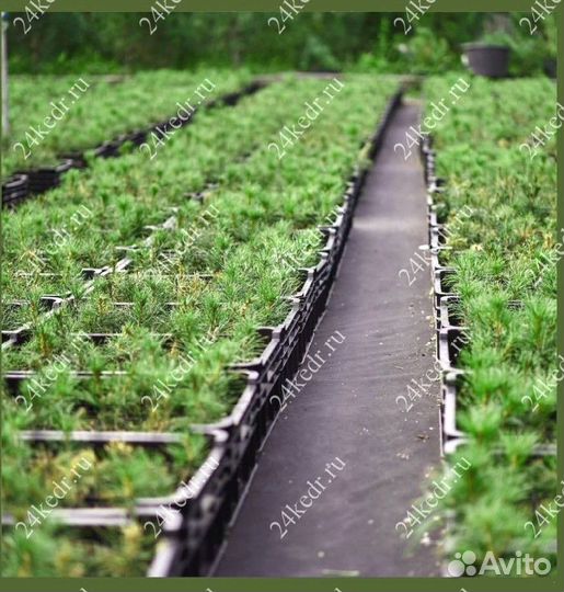 Саженцы кедра