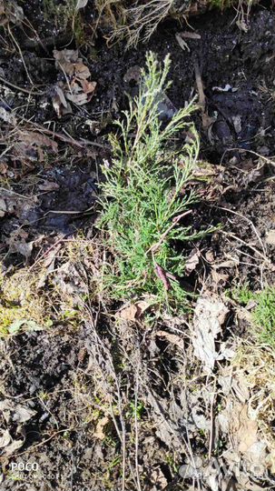 Можжевельник казацкий